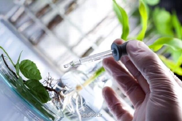 بررسی چالش ها، راهکارها و فناوری های حوزه زنجیره ارزش گیاهان دارویی