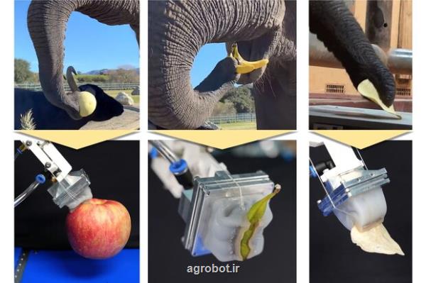 در کره جنوبی؛ طراحی اولین دست رباتیکی با الهام از خرطوم فیل