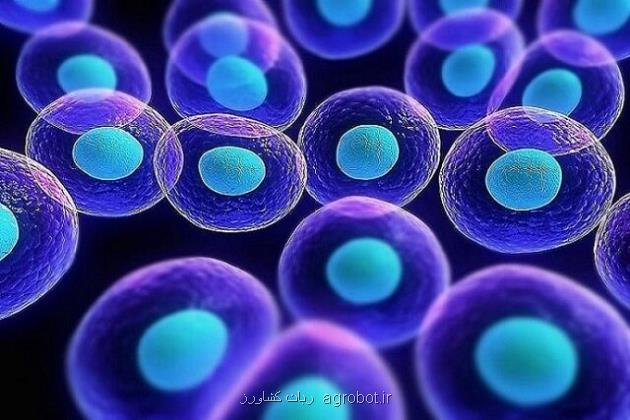 نتایج مطالعه پژوهشگران پژوهشگاه رویان نشان داد؛ استخراج سلول های بنیادی زایای مؤنث با بهره گیری از قابلیت چسبندگی به سطوح