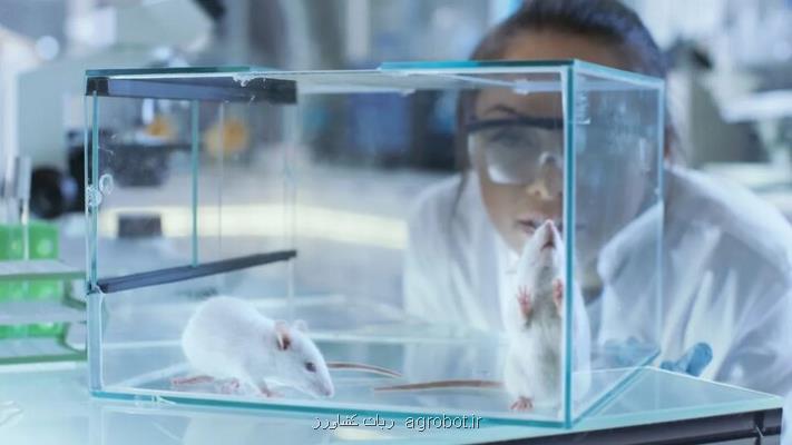 توسط محققان چینی انجام شد؛ مهندسی ژنتیک موش های نابینا را درمان کرد